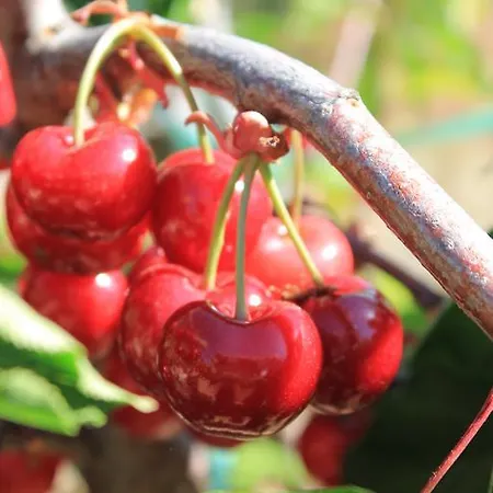 Ca Ferminet & De Montana La Garriga